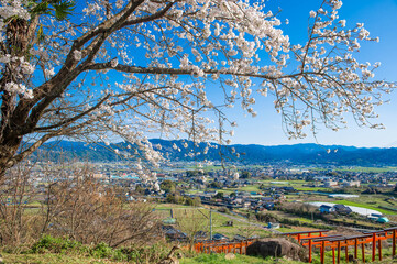 浮羽稲荷神社の鳥居とサクラ