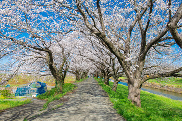 Obraz premium 流川の桜並木