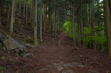 Obraz premium 犬ヶ岳登山「うぐいす谷付近の登山道」