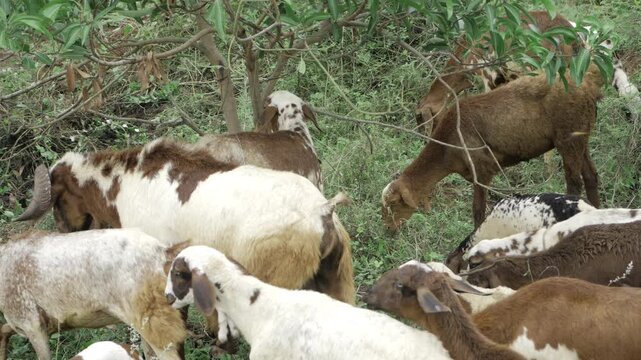 Discover the World's Most Unique Goat Breeds in Nature's Bounty