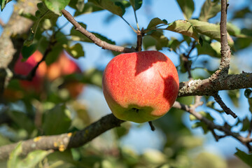 A ripe red apple hangs on an apple tree branch against a blue sky. A large, juicy apple hangs on a branch covered with moss and lichen, set against a clear blue sky in autumn