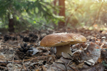 A large porcini mushroom growing in the sunlit autumn forest. A close-up shows a porcini mushroom with a wide brown cap among dry leaves and pine needles, illuminated by warm, golden light