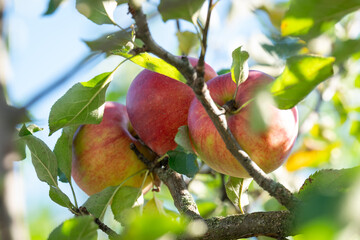 Ripe red apples on an apple tree branch on a sunny day. Three large, red and yellow blushed apples hang on a branch surrounded by green leaves against a bright blue sky background