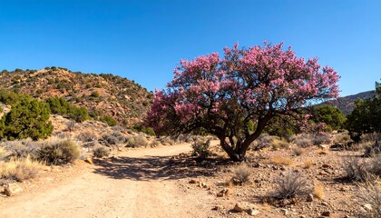 Desert trail with flowering tree