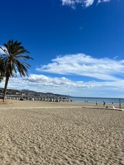 beach and palm trees