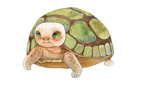 Hand-drawn watercolor illustration of a cute turtle in warm colors. For nursery decor and childrens books. 
