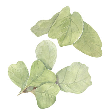 Watercolor green sage leaves.  Hand drawn illustration. For nursery decor and childrens books, wedding designs, wallpapers, backgrounds, wrappers, cards.