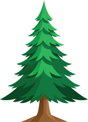 Spruce tree