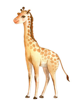 Watercolor hand drawn illustration of a Cute Giraffe.  For nursery decor and childrens books. 