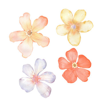 Watercolor frangipani flowers on white background. Hand drawn illustration. For nursery decor and childrens books, wedding designs, wallpapers, backgrounds, wrappers, cards.