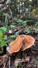 mushroom in the forest