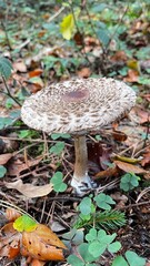 mushroom in the forest