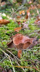 mushrooms in the forest