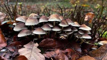 mushrooms in the forest