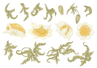 Elegant floral vector set with blooming flowers, ornate leaves, buds and botanical elements in art nouveau vintage style. Isolated collection for design, bouquet, engraving, hand drawn illustrations