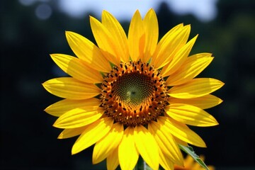Single Sunflower Against Blue Sky A sharp, eye level close up of a single, perfectly formed sunflower. The sunflower s head is turned upwards towards a clear, brilliant blue sky. The yellow petals are