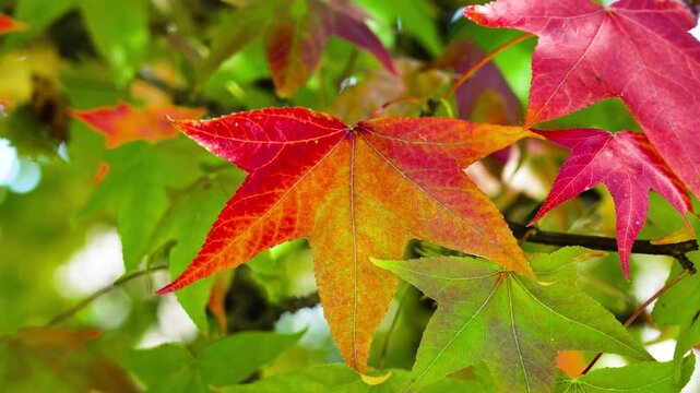 Autumn bright five-pointed colored leaves of sweetgum tree or Liquidambar in forest close up. Golden and red, green natural colors of fall foliage