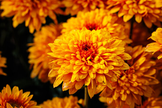 Bright Yellow Chrysanthemums Bloom in a Vibrant Garden During Sunny Autumn Days in Full Display of Nature's Beauty - Powered by Adobe