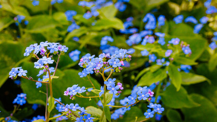 Vibrant Blue Flowers Bloom in a Sunny Garden During Springtime, Surrounded by Lush Green Foliage
