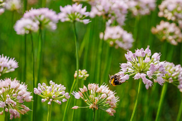 Bumblebee pollinates blooming flowers in a vibrant green field during springtime