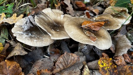 mushrooms in the forest