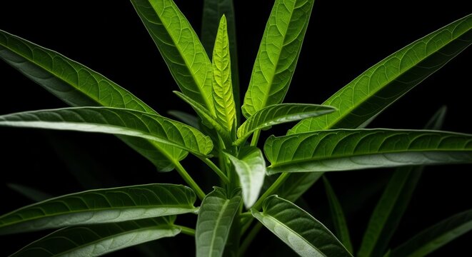 Vibrant Green Plant Reaching For Light Against a Deep Black Background For Artwork