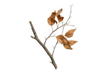 Withered brown leaves clinging to a bare wooden branch, isolated on a white background, representing the quiet beauty of autumn's decay