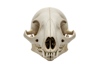 Frontal view of a mammal predator skull with sharp teeth, isolated on a pure white background
