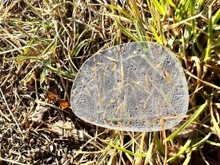 A glasses lens that has fallen out onto the ground and covered in water droplets 