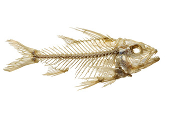 Fish Skeleton Remains Anatomy of Decay with a white background