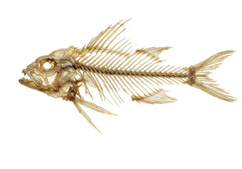 Detailed anatomy of a complete fish skeleton with sharp teeth, isolated on a pure white background