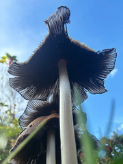 A an arrangement of wild mushroom growing in the open field 
