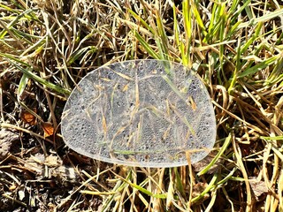 A glasses lens that has fallen out onto the ground and covered in water droplets 