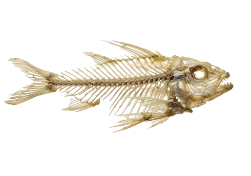 Fish Skeleton Remains Anatomy of Decay with a white background