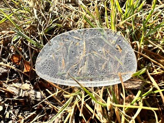A glasses lens that has fallen out onto the ground and covered in water droplets 