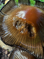 A an arrangement of wild mushroom growing in the open field 