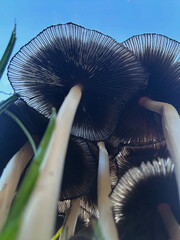 A an arrangement of wild mushroom growing in the open field 