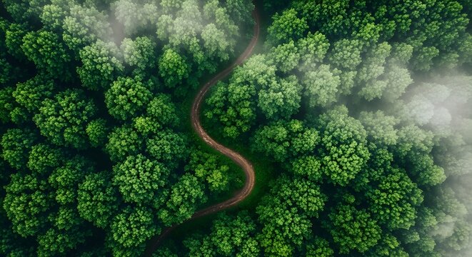 Aerial view of a winding forest path disappearing into misty green trees - Powered by Adobe