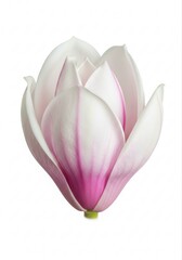 Beautiful Arrangement of Cute Pink Magnolia Blossom Emphasizing Tenderness and Natural Elegance in Floral Design
