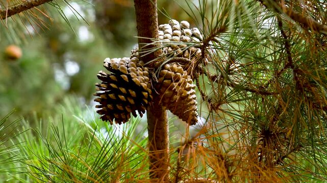 Bunch of seed pine cones in coniferous forest close up