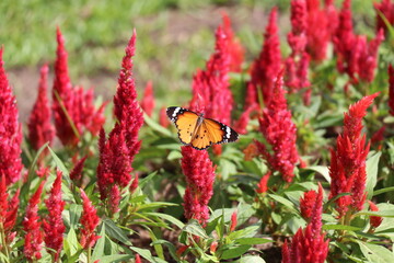 butterfly on a flower