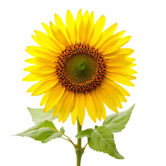 Obraz premium Bright Yellow Sunflower with Green Leaves in Full Bloom on Transparent Background