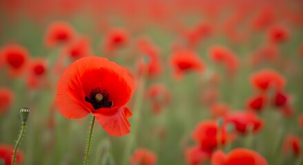 Naklejka premium Vibrant red poppy stands out in a lush field of blooming flowers, capturing the essence of nature's beauty and summer's charm