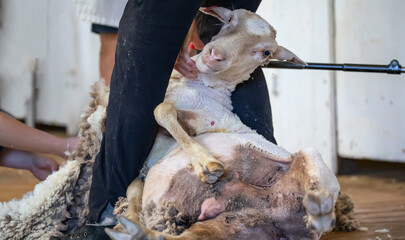 Sheep shearing in Australia showing the wool industry as an important part of rural agriculture, close up © Elena Pochesneva
