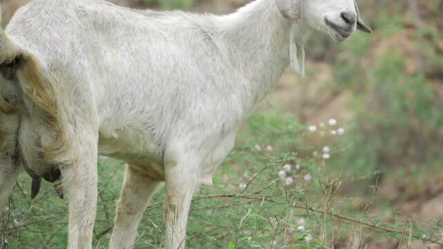 Nutritious Goat - Grazing in the Wild