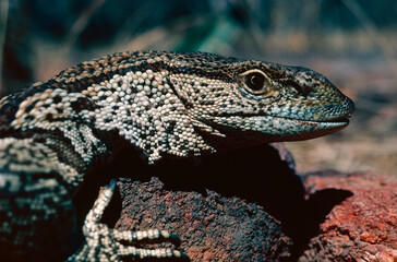 Land monitor