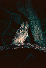 Spotted eagle owl on a branch