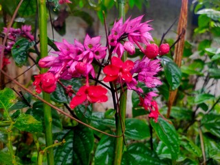 Obraz premium Beautiful Bleeding Heart Vine flowers in vibrant red and pink. Stunning macro of Clerodendrum thomsoniae in a tropical garden. Perfect for floral and nature themes. #Floral #Nature #TropicalFlowers