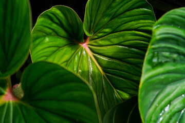 close up Philodendron plowmanii leaves texture, tropical plants, tropical green leaves deep shadow of veins