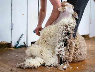 Sheep shearing in Australia showing the wool industry as an important part of rural agriculture,...